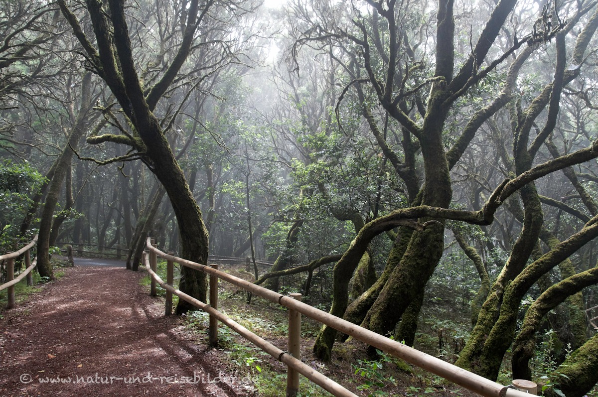 Gomera-40